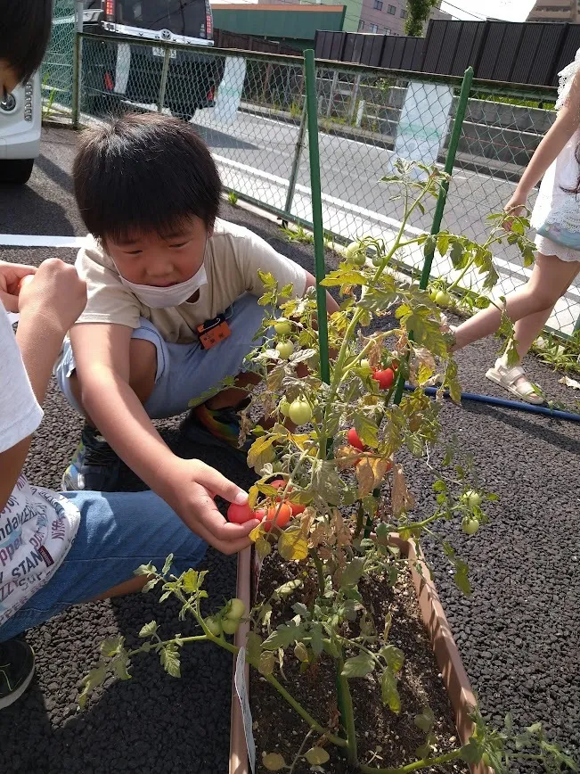 愛YOUわくわく広場/野菜を収穫しました❗