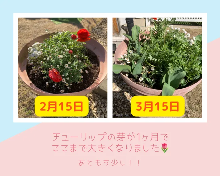 あおいそら/🌷チューリップの芽が・・・続編