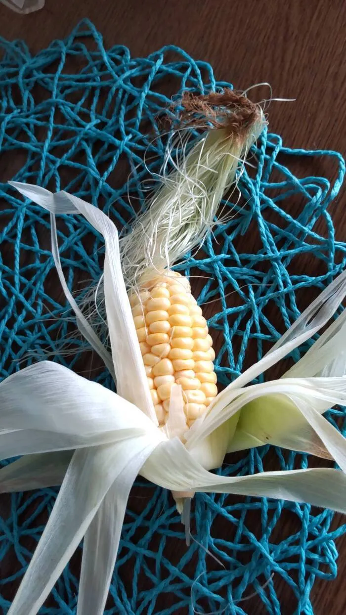 あおいそら/🌽新・あおいそら農園🌽