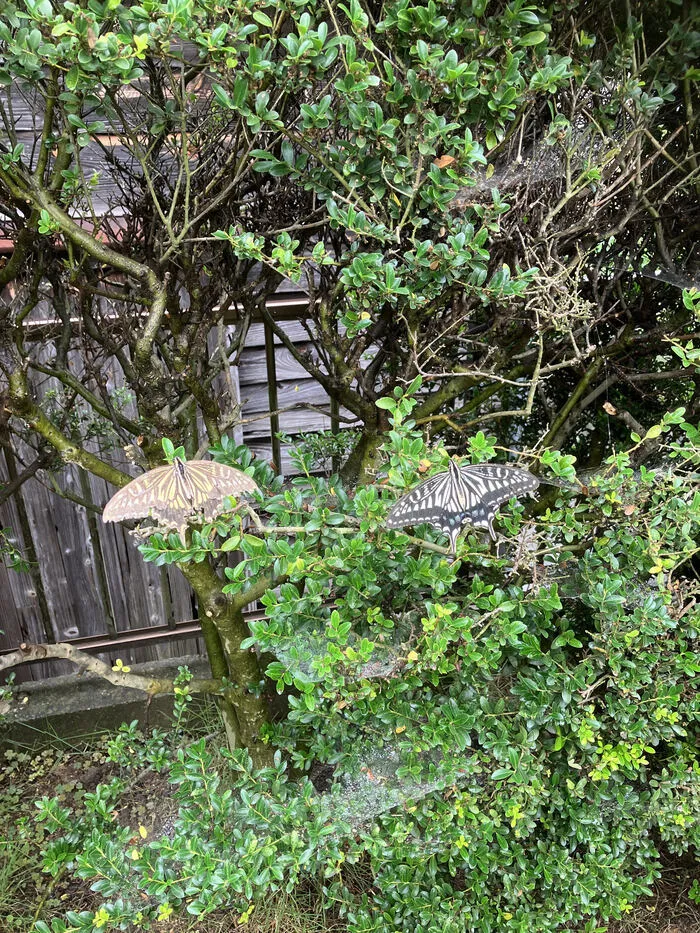 あおいそら/あおいそらにやってくる生き物たち🦋