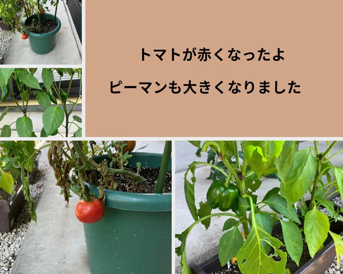 あおいそら/🍅続・あそいそら農園🍅