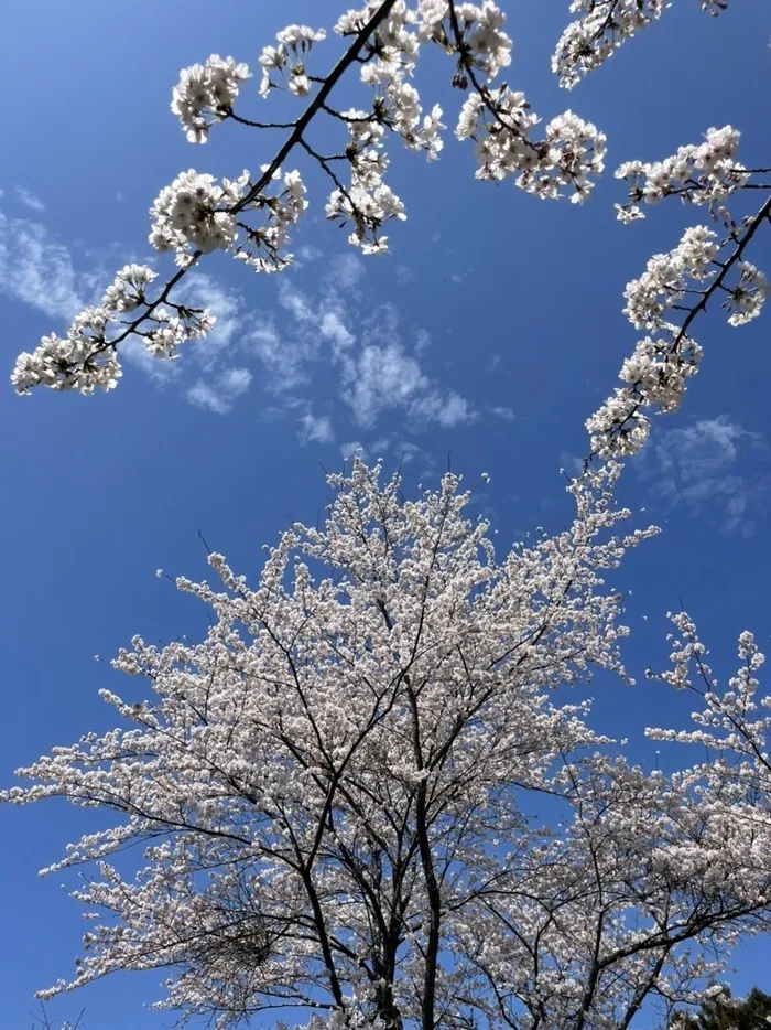 あおいそら/🌸　あおいそら　1周年を迎えました