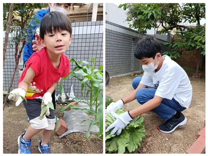 ライズ児童デイサービス楽音寺/野菜の収穫🥬