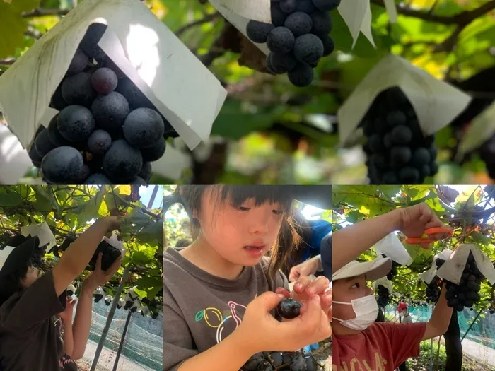 ライズ児童デイサービス楽音寺/🍇狩り♡