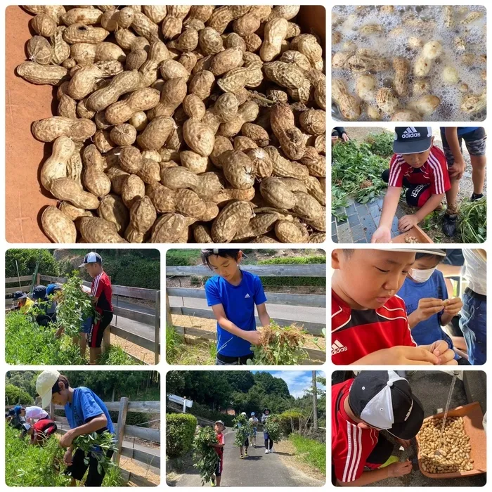 こども支援　クラムボン/落花生の収穫🥜