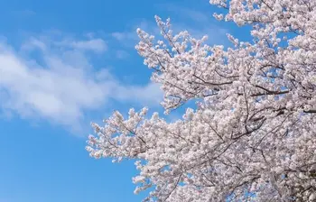 ながれぼし/春休み