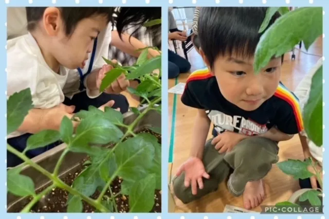 さわやか愛の家 さいだいじ館/トマトの匂い🍅🍃🌱