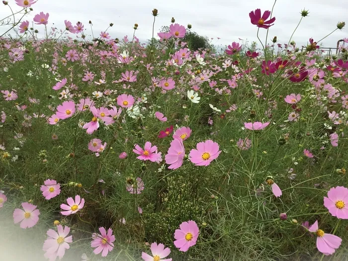 さわやか愛の家 さいだいじ弐番館/コスモス畑に行きました。