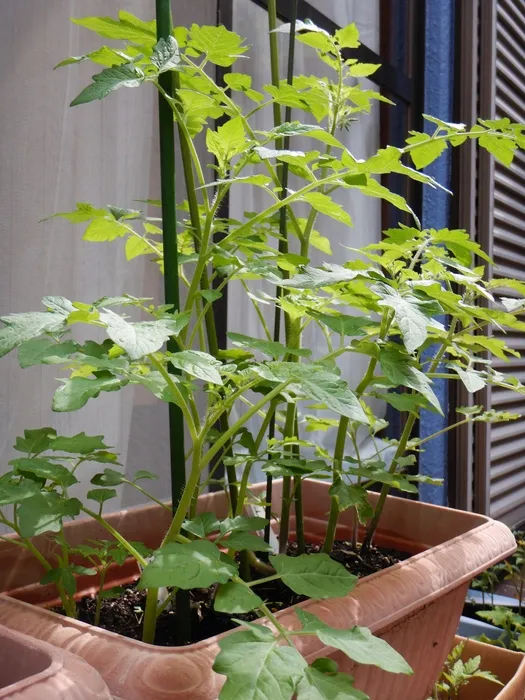 放課後等デイサービスたんぽぽ塚口店/🌈たんぽぽ農園のお野菜たち🥒🍅