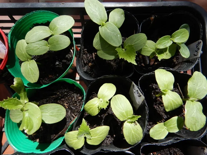 放課後等デイサービスたんぽぽ塚口店/沢山🌱芽🌱が出てきています🌈