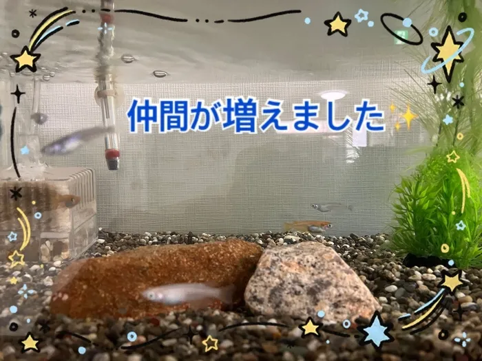 放課後等デイサービスたんぽぽ塚口店/メダカさん、増えました☆彡