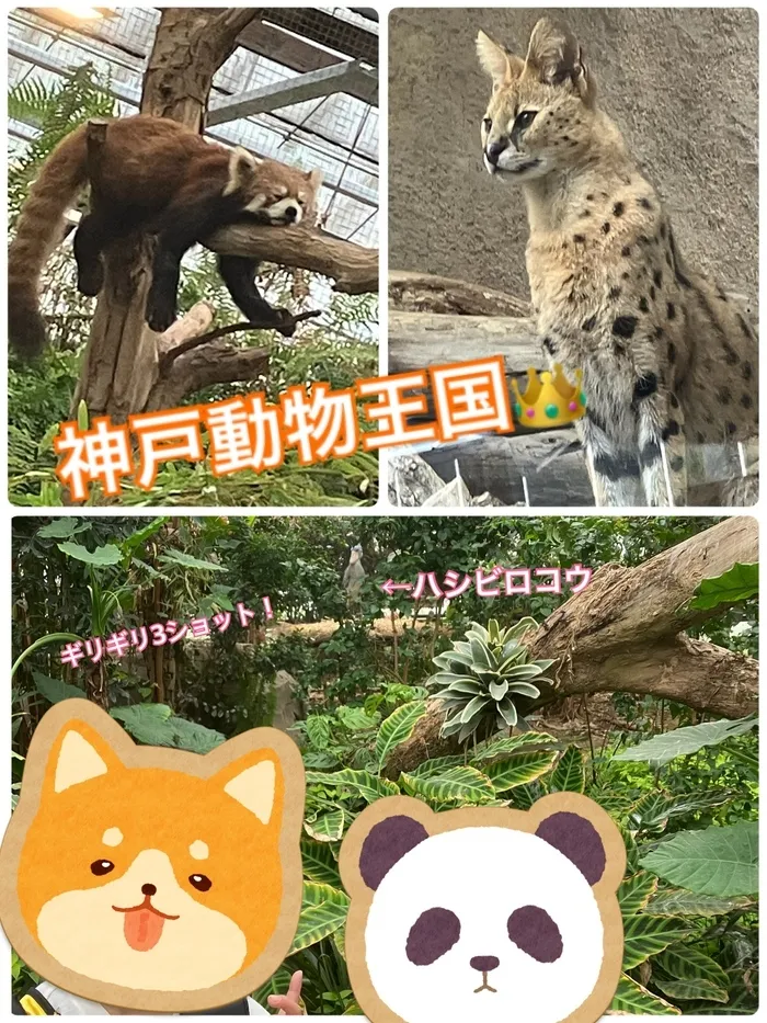 放課後等デイサービスたんぽぽ塚口店/神戸どうぶつ王国へ行きました！