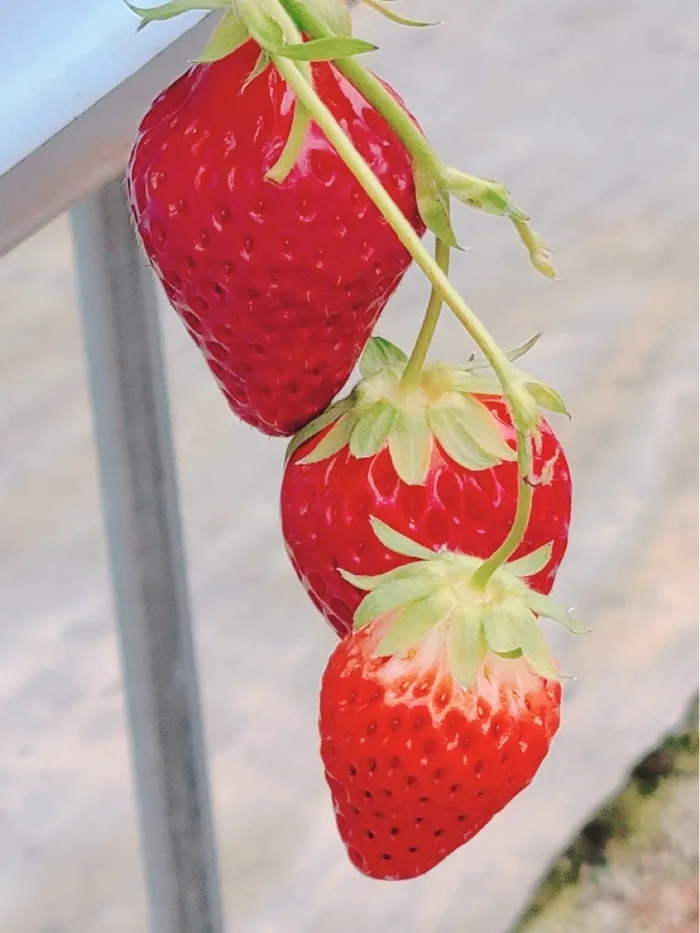 放課後等デイサービスたんぽぽ塚口店/🍓いちご狩り🍓