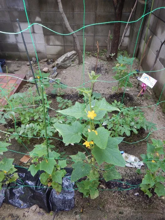 放課後等デイサービスたんぽぽ塚口店/🌈たんぽぽ農園のお野菜🥒🥦🍅