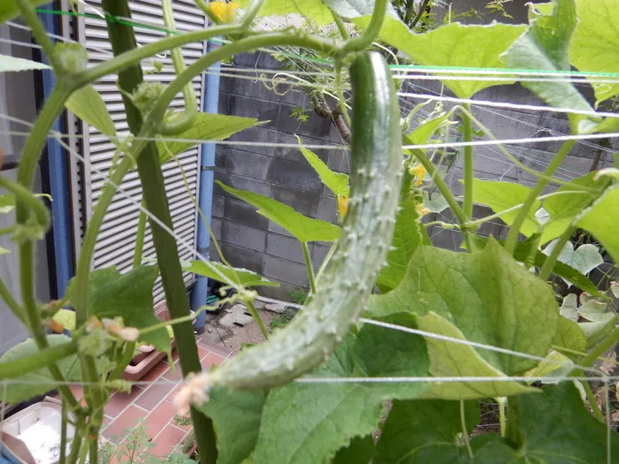 放課後等デイサービスたんぽぽ塚口店/🌈たんぽぽ農園🥒きゅうり🥒🍅トマト🍅収穫終了しました