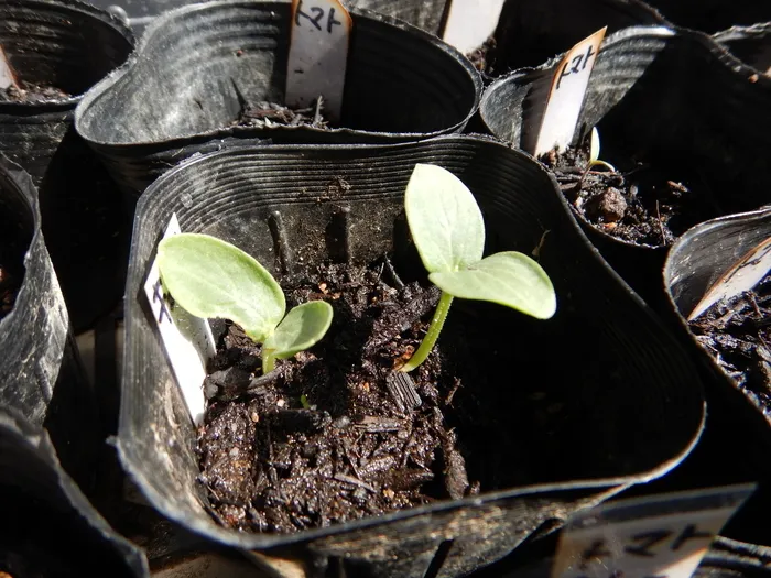 放課後等デイサービスたんぽぽ塚口店/🌱こんにちわ🌱🥒🍅🥦