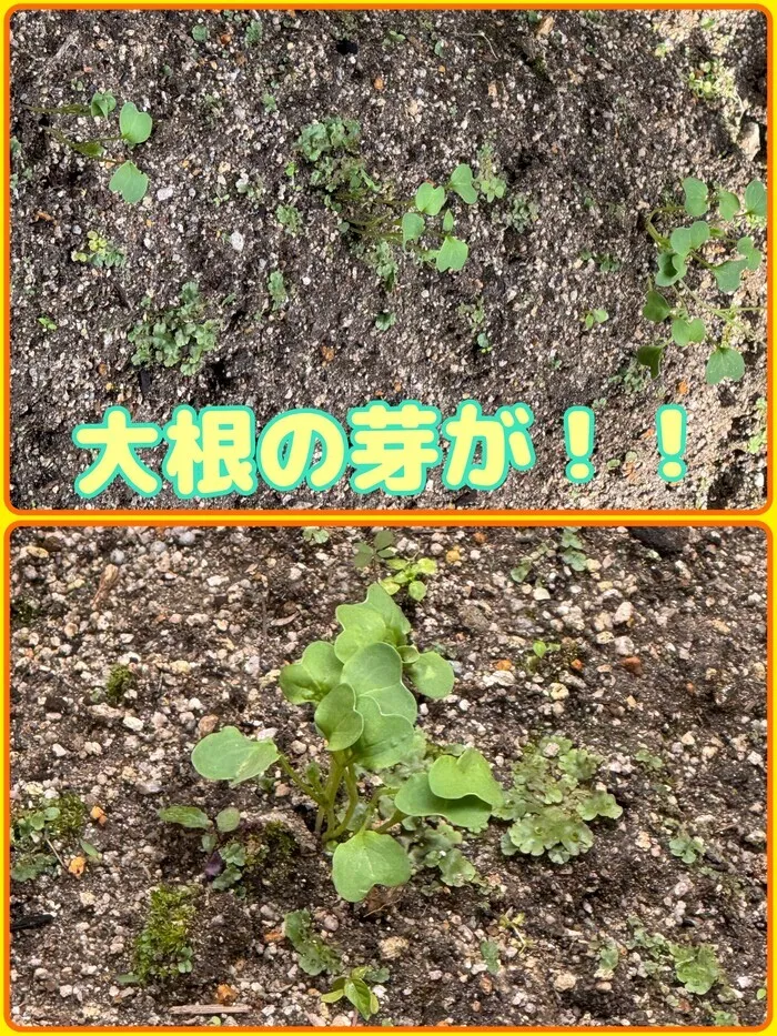 放課後等デイサービスたんぽぽ塚口店/大根の芽が出ました(*^-^*)