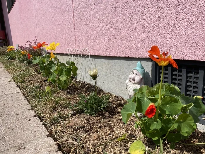 スターキッズ/かわいいお花が咲きました🌷︎