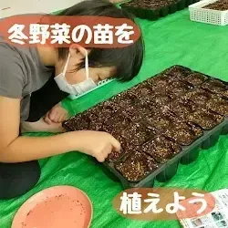 アスノバ/冬野菜の苗を植えよう