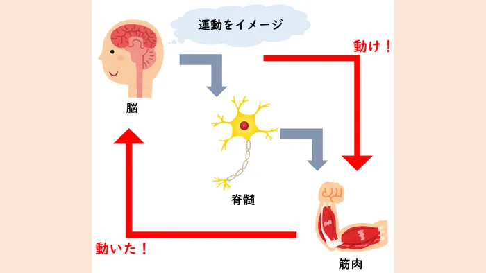 こども発達LABO.Proリハ　東古松/運動が上達する仕組みってどうなってるの？🤔