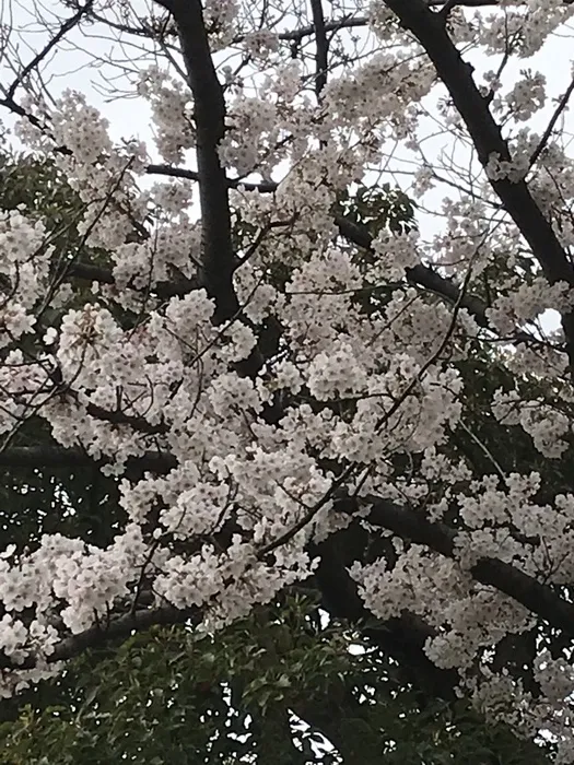 きっずあいらんどふたば中川教室/桜🌸