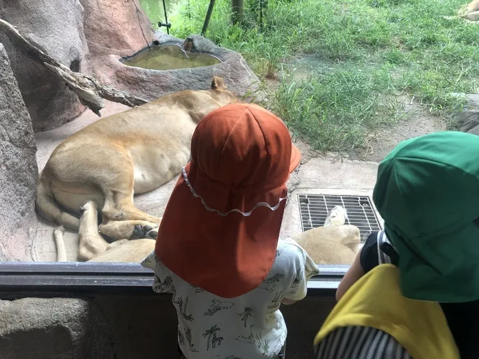 きりんのあくび　kids　ふせ/天王寺動物園