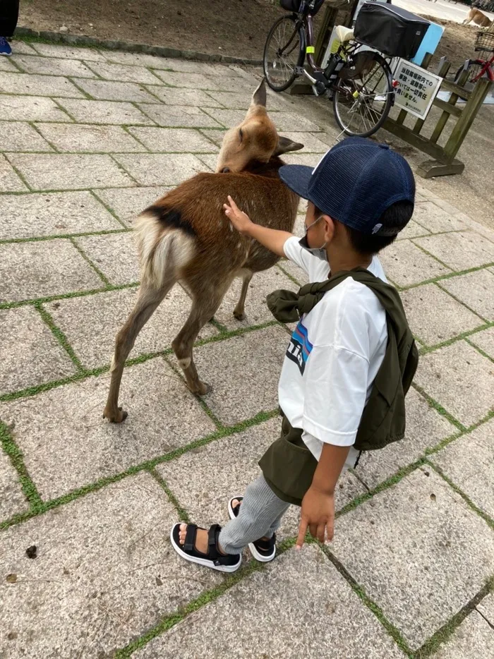 きりんのあくび　kids　ふせ/奈良公園