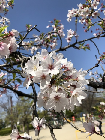 GROW UP えがお/桜を見に行ってきました！　パート2