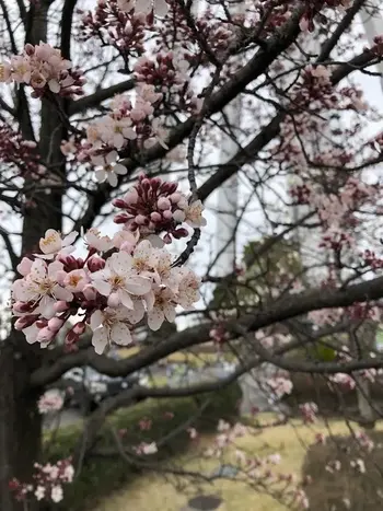 GROW UP えがお/桜を見に行ってきました！