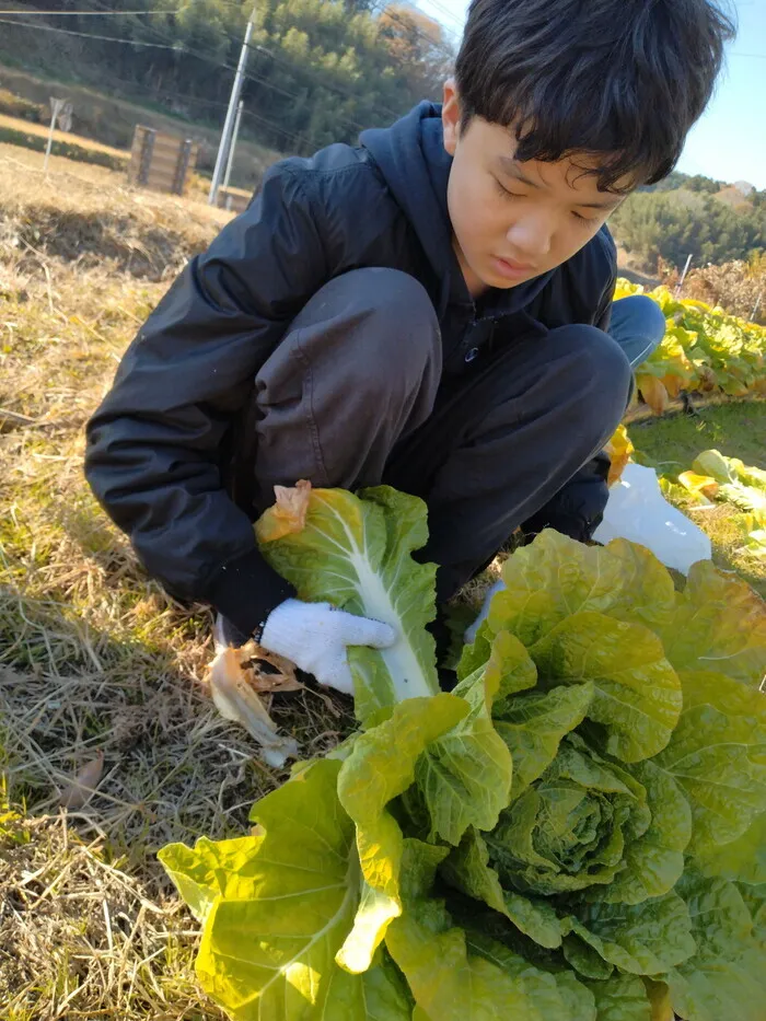 【就職に向けた準備ができる】放課後等デイサービスcampus（キャンパス）/冬野菜の収穫をしました🥬