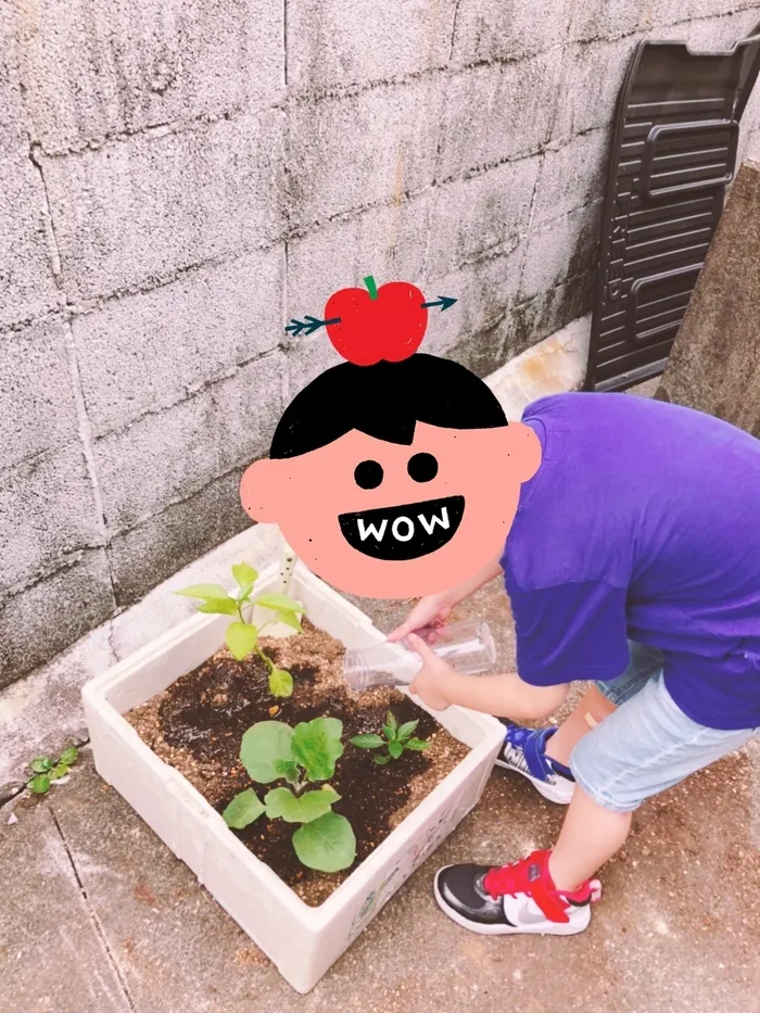 みつばち　桜町/🍅水やり🍅