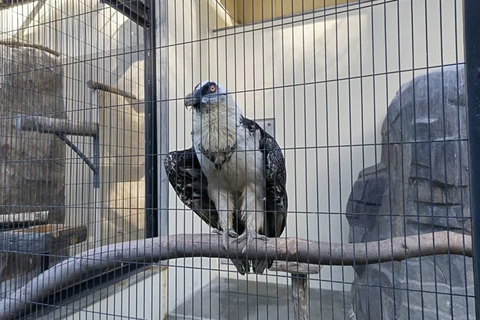 みつばち　桜町/日本平動物園