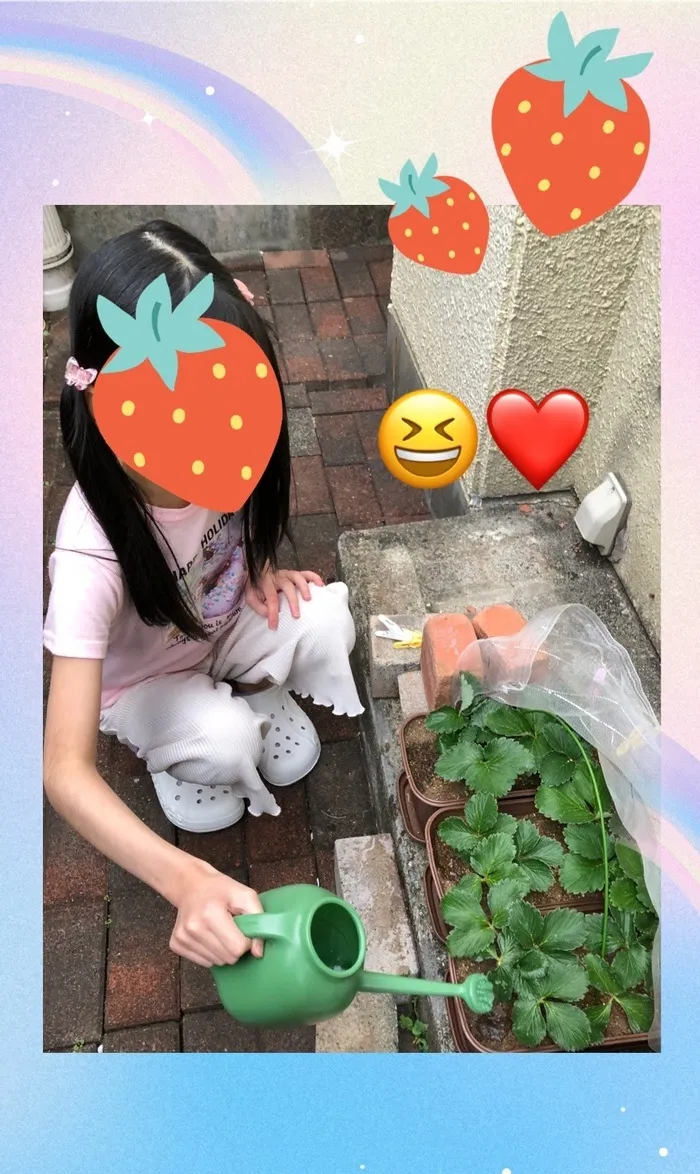 ブロッサムジュニア仙台木町教室/イチゴを育てています🍓✨