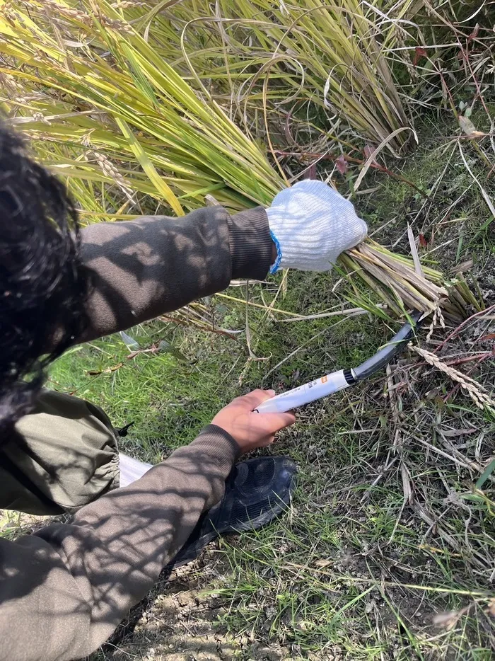 自立支援のいっぽアカデミー清水教室/いっぽアカデミー清水教室！！稲刈り体験！🌾