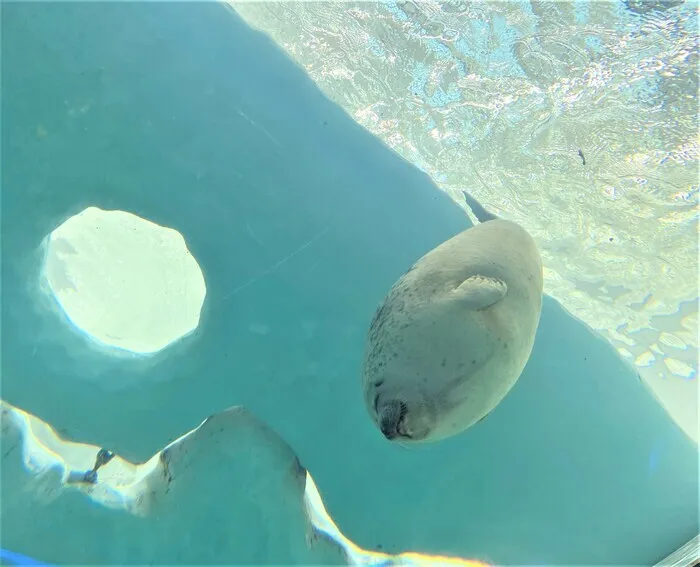 ハッピーライフみなみおおさか/「たくさんのお魚やそれにサメもいます」ここど～こだ？