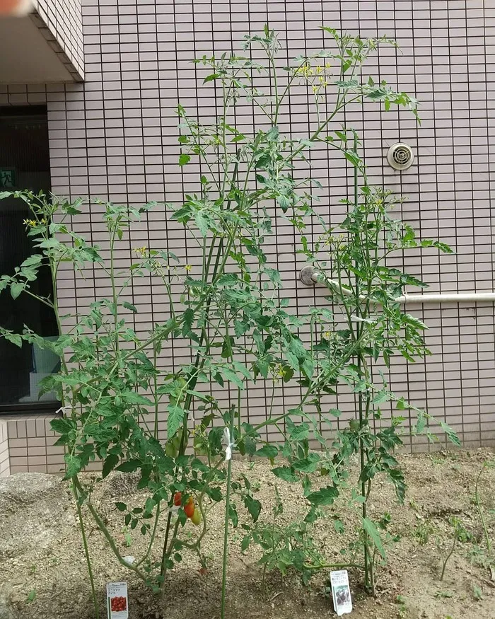 ななほし三沢/トマトが大きくなりました🍅