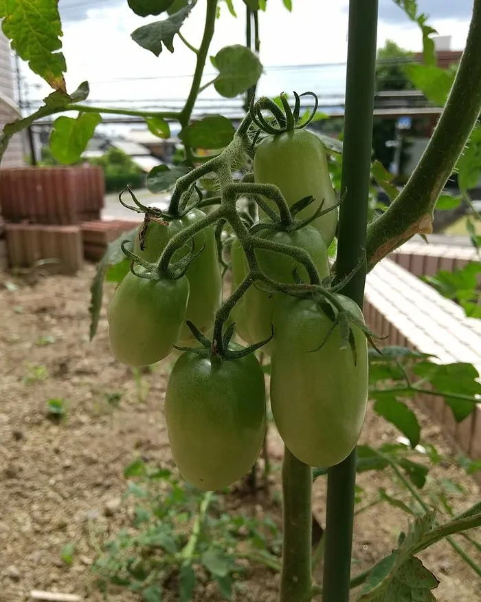 ななほし三沢/トマト🍅