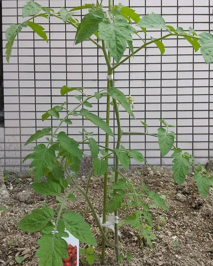 ななほし三沢/トマト🍅