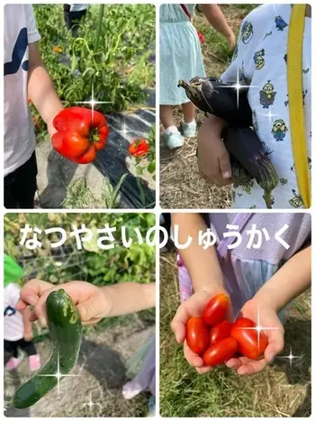 sakura/夏野菜の収穫☆