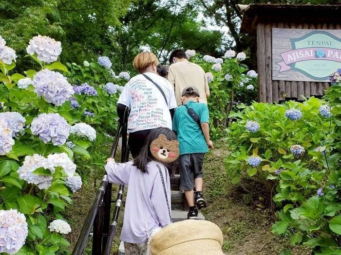 2025.6 天拝公園 あじさい園