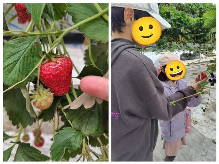 さくだいらキッズらぼ岩村田教室/『いちご狩り🍓』
