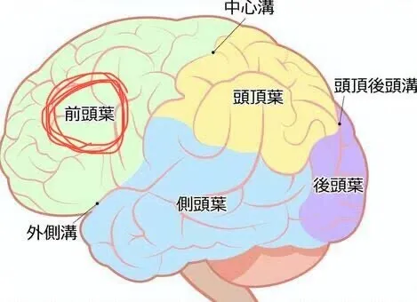 児童発達支援・放課後等デイサービス　LUMO江上校/前頭葉の働き