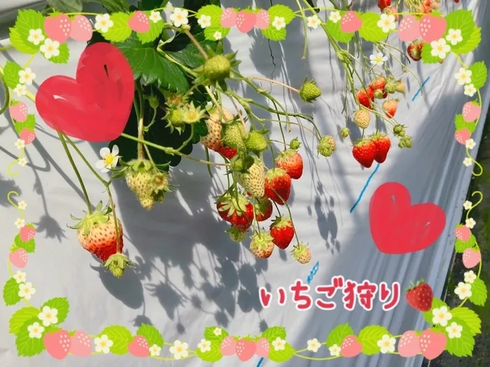 アイダージュニアさいたま中央教室/卒園遠足🍓