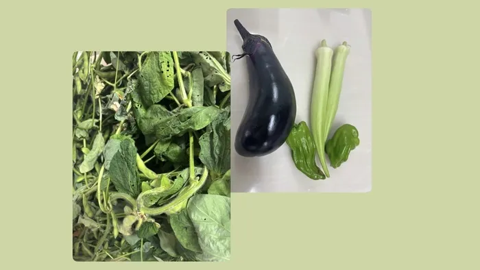 アイダージュニアさいたま中央教室/夏野菜🫛🥒🍆🫑