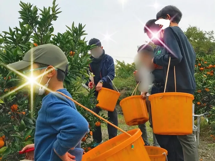 ひらり新居浜ルーム/🍊みかん狩り🍊