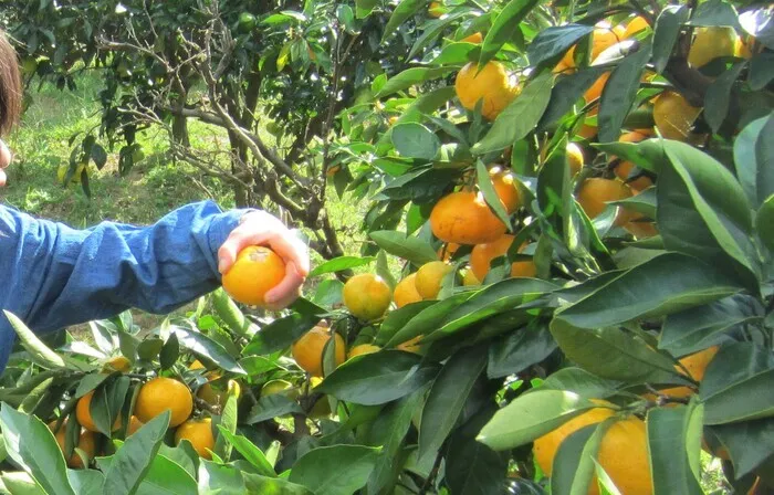 そら/そらのみんなでみかん狩り🍊