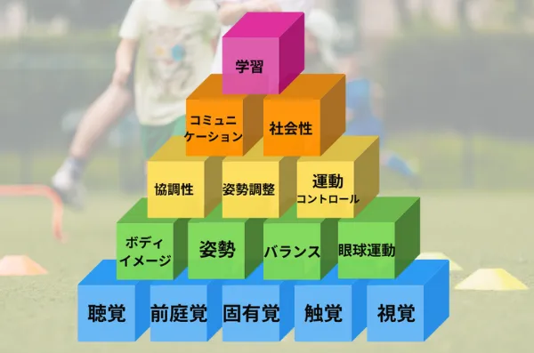 マイステージひまわり西九条/【発達ピラミッド】体幹と発達の関係性について🌸