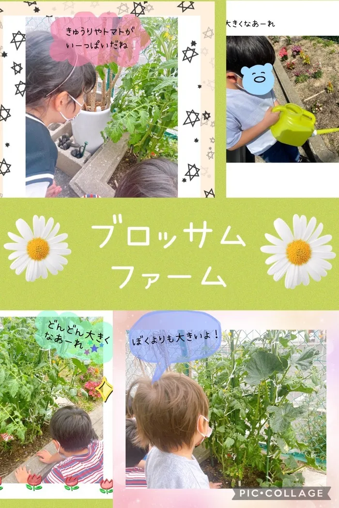 ブロッサムジュニア小倉霧ヶ丘教室/ブロッサムファーム🍅🥒