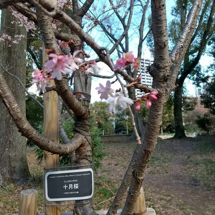  シンフォニー　児童発達支援・放課後等デイサービス/十月桜🌸