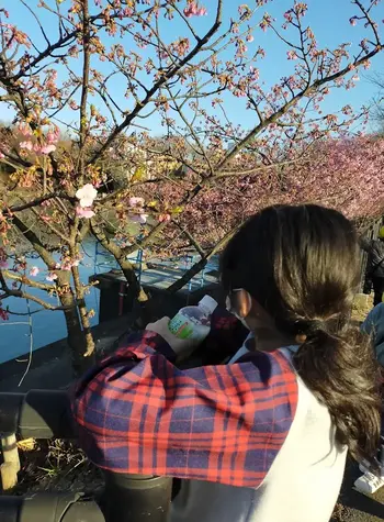 Yくまーず未来　刈谷/河津桜を見に行きました🌸